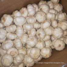 fresh garlic shandong garlic price China garlic